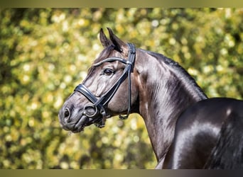 Westfaliano, Stallone, 13 Anni, 173 cm, Morello