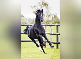 Hannoveraan, Hengst, 15 Jaar, 169 cm, Zwart
