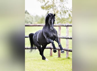 Hannoveraner, Hengst, 14 Jahre, 169 cm, Rappe