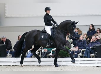 Hannoveraner, Hengst, 14 Jahre, 169 cm, Rappe