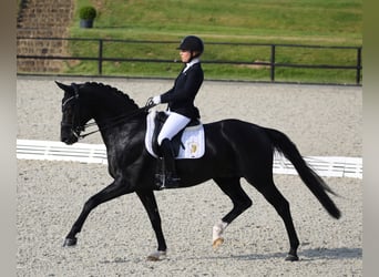 Hannoveraner, Hengst, 14 Jahre, 169 cm, Rappe