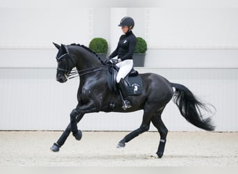 Hanoverian, Stallion, 13 years, 16.2 hh, Black