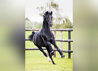Hanoverian, Stallion, 13 years, 16.2 hh, Black