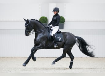 Hanovrien, Étalon, 15 Ans, 169 cm, Noir