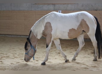 Paint Horse, Stallone, 10 Anni, 150 cm, Tobiano-tutti i colori