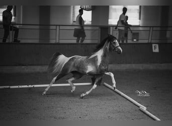 Demi-sang arabe, Étalon, 10 Ans, 155 cm, Gris