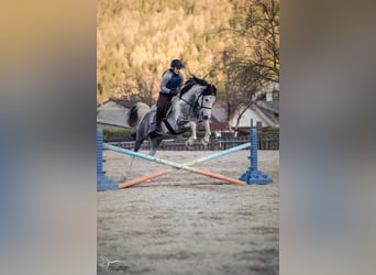 Demi-sang arabe, Étalon, 10 Ans, 155 cm, Gris