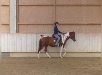 Demi-sang arabe, Étalon, 12 Ans, 154 cm, Pinto