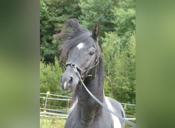 Demi-sang arabe, Étalon, 12 Ans, 157 cm, Pinto