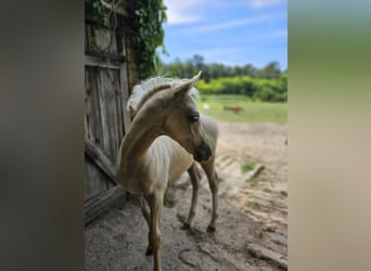 Demi-sang arabe, Étalon, 1 Année, 131 cm, Palomino