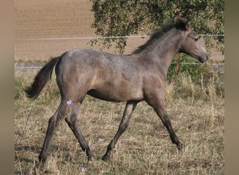 Demi-sang arabe, Étalon, 1 Année, 150 cm, Gris