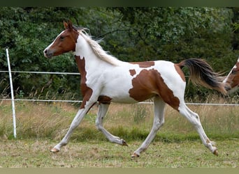 Demi-sang arabe, Étalon, 1 Année, 150 cm, Tobiano-toutes couleurs