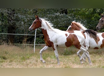 Demi-sang arabe, Étalon, 1 Année, 150 cm, Tobiano-toutes couleurs