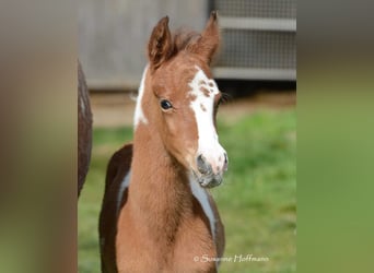 Demi-sang arabe, Étalon, 1 Année, 152 cm, Tobiano-toutes couleurs