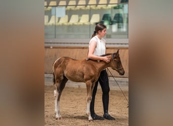 Demi-sang arabe, Étalon, 1 Année, 153 cm, Tobiano-toutes couleurs