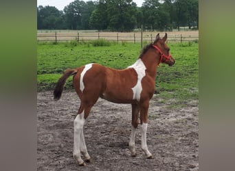 Demi-sang arabe, Étalon, 1 Année, 153 cm, Tobiano-toutes couleurs