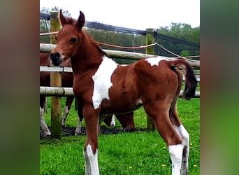 Demi-sang arabe, Étalon, 1 Année, 153 cm, Tobiano-toutes couleurs