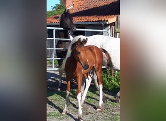 Demi-sang arabe, Étalon, 1 Année, 153 cm, Tobiano-toutes couleurs