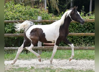 Demi-sang arabe, Étalon, 1 Année, 153 cm, Tovero-toutes couleurs