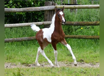 Demi-sang arabe, Étalon, 1 Année, 156 cm, Tobiano-toutes couleurs