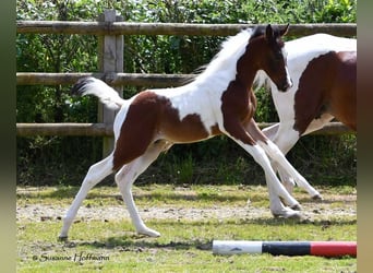 Demi-sang arabe, Étalon, 1 Année, 156 cm, Tobiano-toutes couleurs