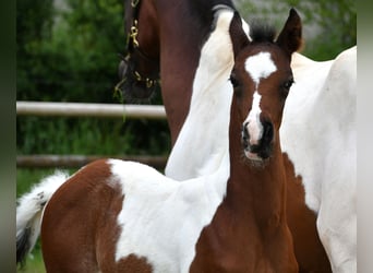 Demi-sang arabe, Étalon, 1 Année, 156 cm, Tobiano-toutes couleurs