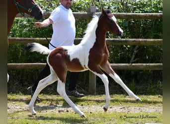 Demi-sang arabe, Étalon, 1 Année, 156 cm, Tobiano-toutes couleurs