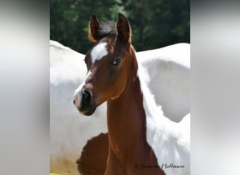 Demi-sang arabe, Étalon, 1 Année, 156 cm, Tobiano-toutes couleurs