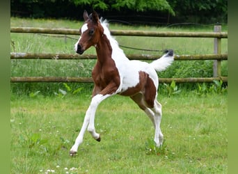 Demi-sang arabe, Étalon, 1 Année, 156 cm, Tobiano-toutes couleurs