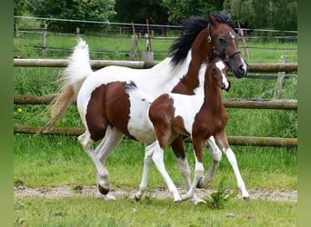 Demi-sang arabe, Étalon, 1 Année, 156 cm, Tobiano-toutes couleurs