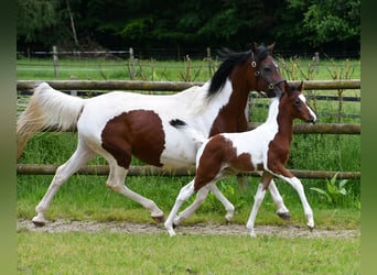 Demi-sang arabe, Étalon, 1 Année, 156 cm, Tobiano-toutes couleurs