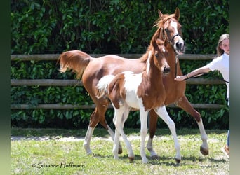 Demi-sang arabe, Étalon, 1 Année, 156 cm, Tobiano-toutes couleurs