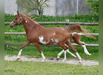 Demi-sang arabe, Étalon, 1 Année, 156 cm, Tobiano-toutes couleurs