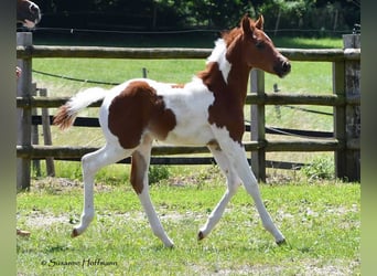 Demi-sang arabe, Étalon, 1 Année, 156 cm, Tobiano-toutes couleurs