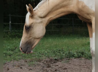 Demi-sang arabe, Étalon, 1 Année, 162 cm, Palomino