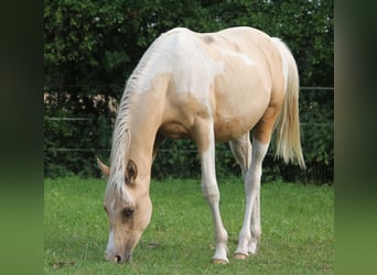 Demi-sang arabe, Étalon, 1 Année, 162 cm, Palomino