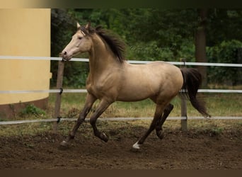 Demi-sang arabe, Étalon, 20 Ans, 148 cm, Champagne