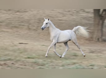 Demi-sang arabe Croisé, Étalon, 2 Ans, 131 cm, Gris