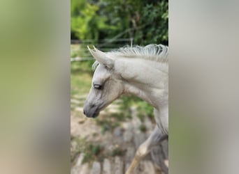 Demi-sang arabe Croisé, Étalon, 2 Ans, 131 cm, Gris