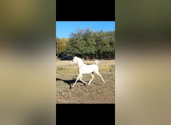 Demi-sang arabe Croisé, Étalon, 2 Ans, 131 cm, Gris