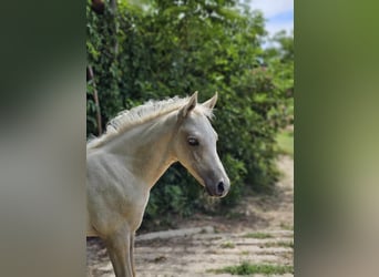 Demi-sang arabe Croisé, Étalon, 2 Ans, 131 cm, Gris