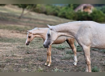 Demi-sang arabe Croisé, Étalon, 2 Ans, 131 cm, Gris