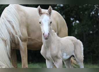 Demi-sang arabe, Étalon, 2 Ans, 148 cm, Palomino