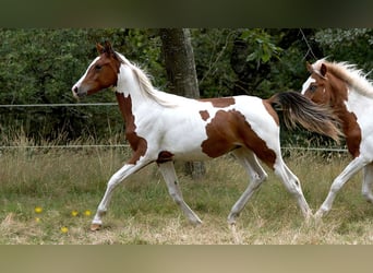 Demi-sang arabe, Étalon, 2 Ans, 150 cm, Tobiano-toutes couleurs