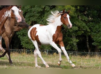 Demi-sang arabe, Étalon, 2 Ans, 150 cm, Tobiano-toutes couleurs