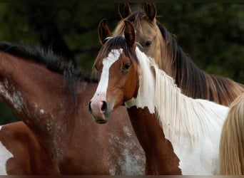 Demi-sang arabe, Étalon, 2 Ans, 150 cm, Tobiano-toutes couleurs