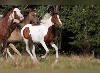 Demi-sang arabe, Étalon, 2 Ans, 150 cm, Tobiano-toutes couleurs