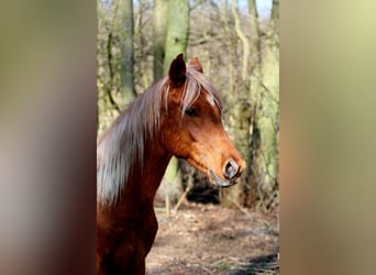 Demi-sang arabe, Étalon, 2 Ans, 152 cm, Alezan