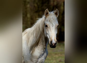 Demi-sang arabe, Étalon, 2 Ans, 152 cm, Palomino