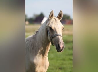Demi-sang arabe, Étalon, 2 Ans, 152 cm, Palomino